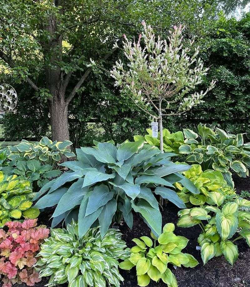 Hostas Create Lush Texture In Shade