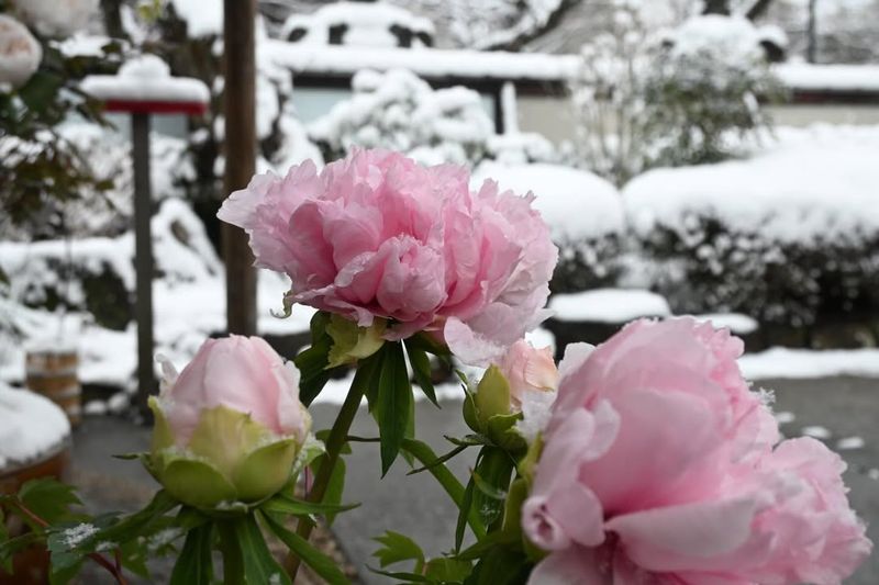 Peonies Prefer Consistent Cold Rather Than Repeated Thaw Cycles