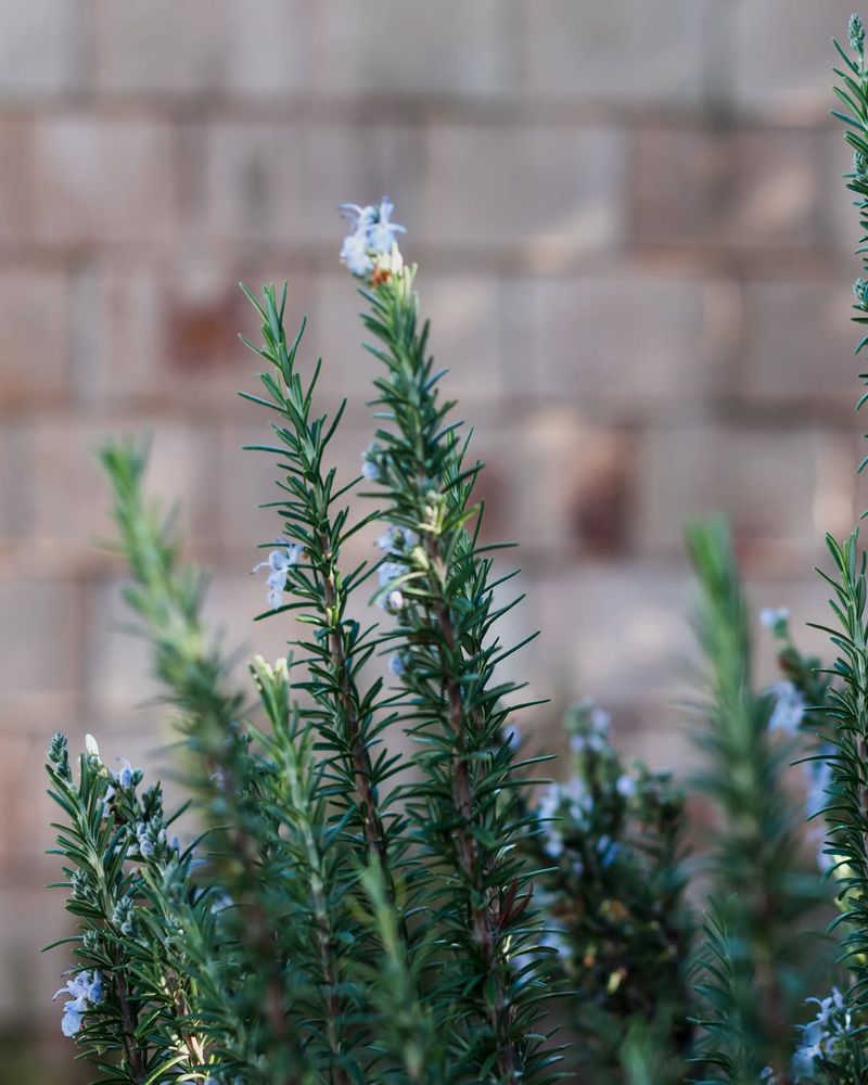 Rosemary Attracts Good Fortune And Fresh Energy