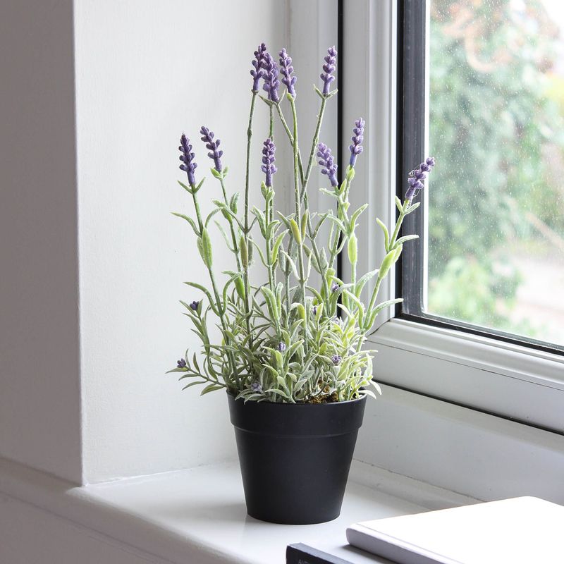 Lavender Fills Rooms With Soothing Aroma