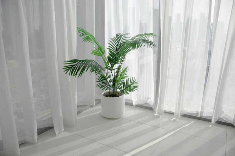 Areca Palm Creates A Gentle Tropical Escape