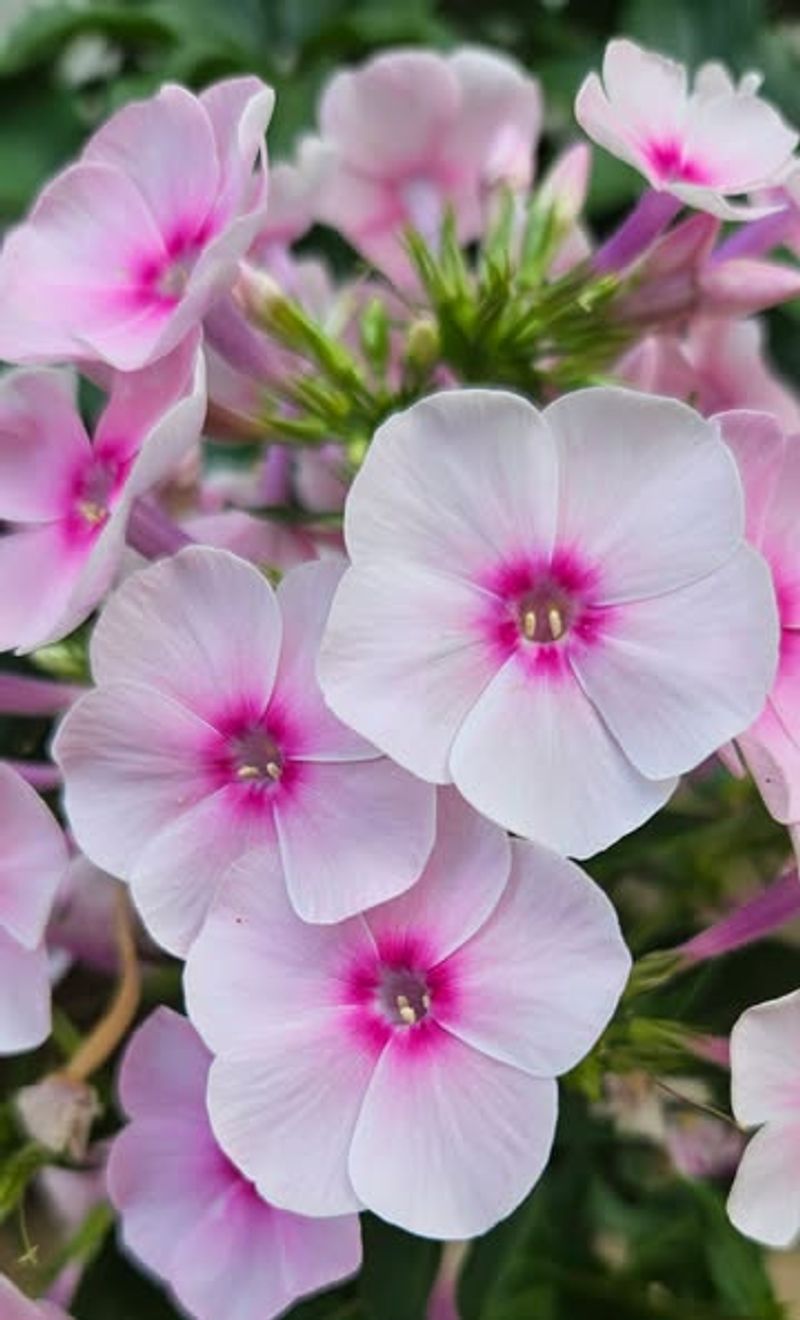 Phlox (Phlox Paniculata)