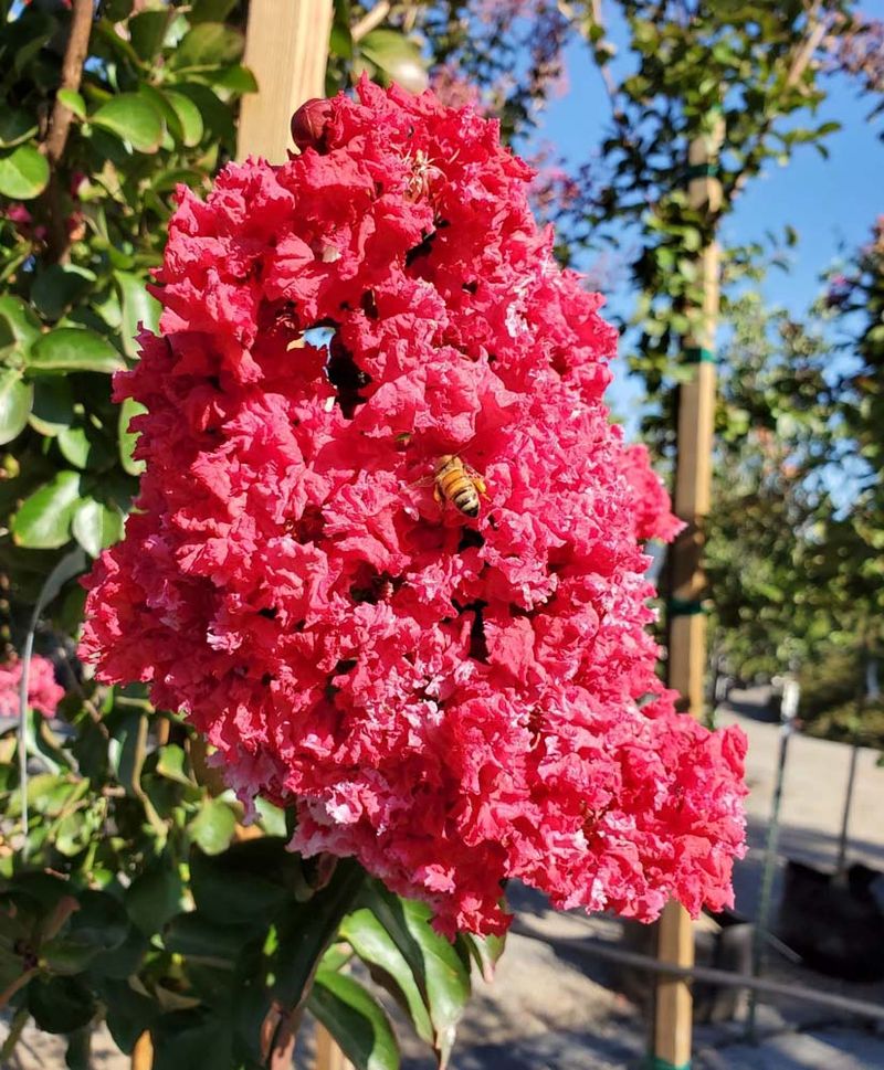 Crape Myrtle (Lagerstroemia indica)