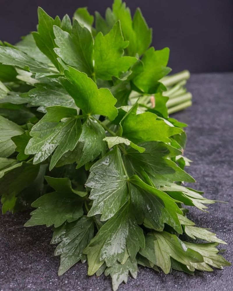 Lovage (Levisticum officinale)