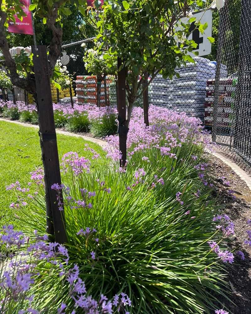 Society Garlic (Tulbaghia violacea)