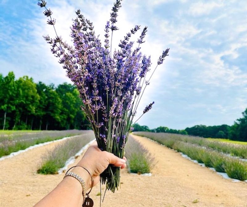The Farm Grows Lavender As A Specialty Crop