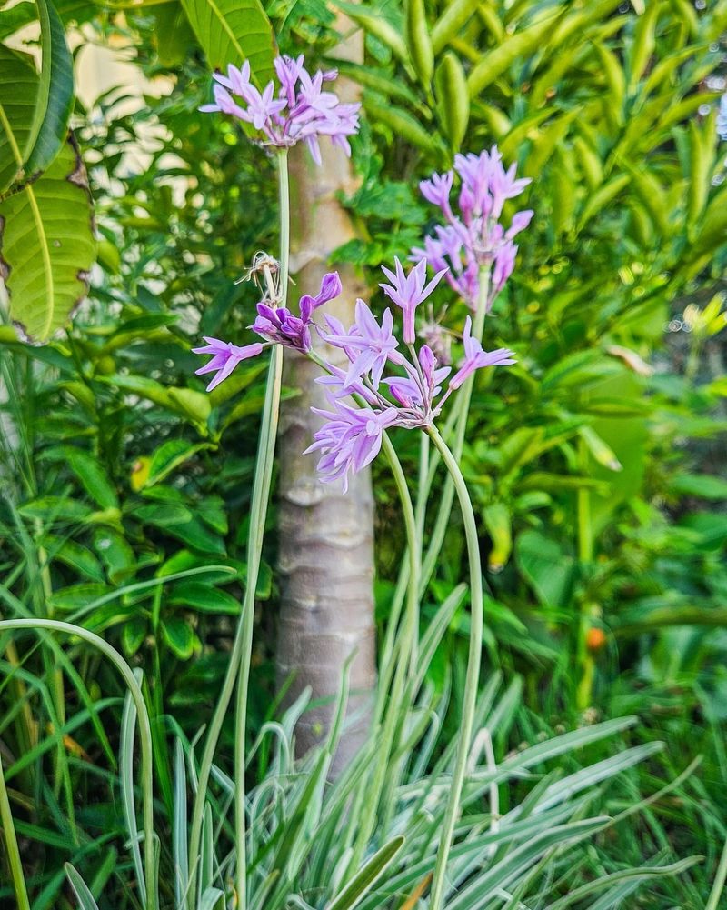 Society Garlic Sends Up Delicate Purple Blooms In Tough Conditions