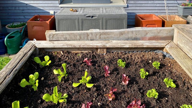 Vegetable Beds Start Producing Growth