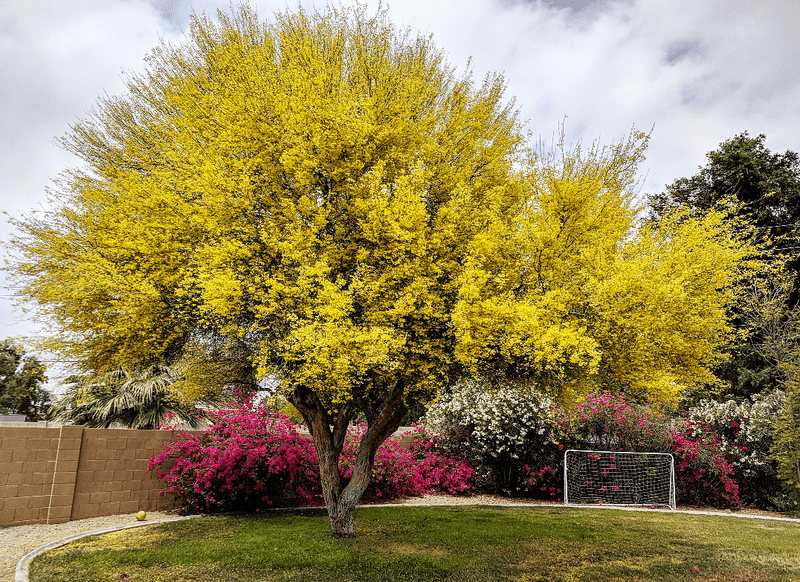 Add Shade With Strategic Trees Like Palo Verde Or Mesquite