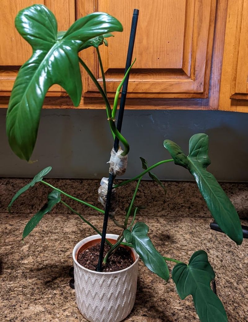 Use Air Layering To Multiply Favorite Houseplants