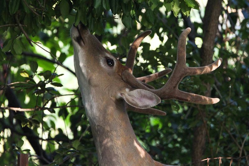 Build A Long Term Strategy That Keeps Deer Away