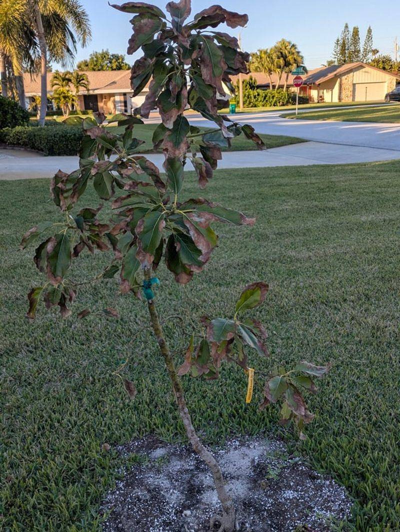 Young Trees Take The Biggest Hit