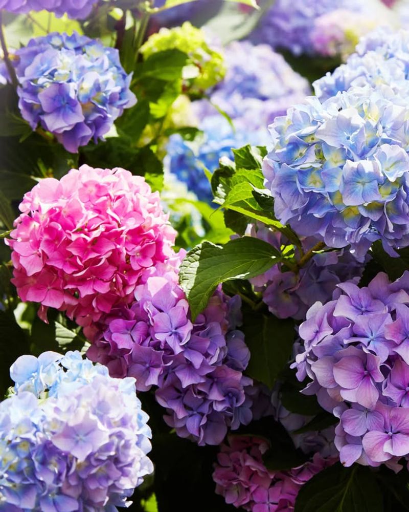 Flower Color Variation From Soil pH