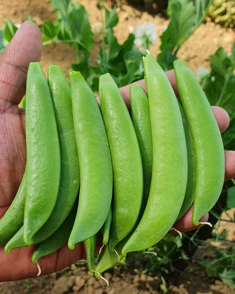 Snap Peas That Thrive In Cool Early Weather