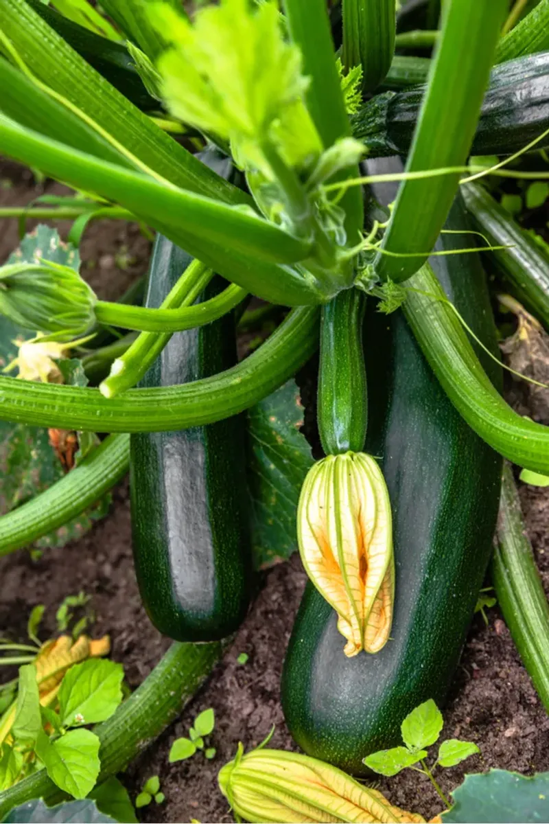 Zucchini Takes Off In Loose Fertile Soil