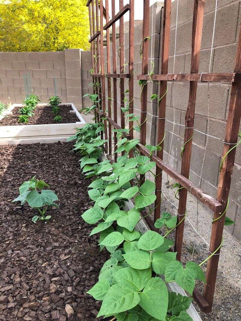 Beans Take Advantage Of Faster Germination Timing