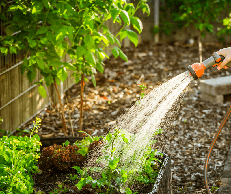 Water Properly Without Overwatering Young Plants