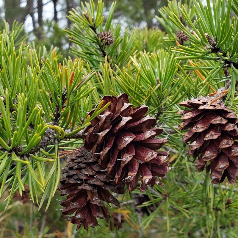 Virginia Pine (Pinus virginiana)