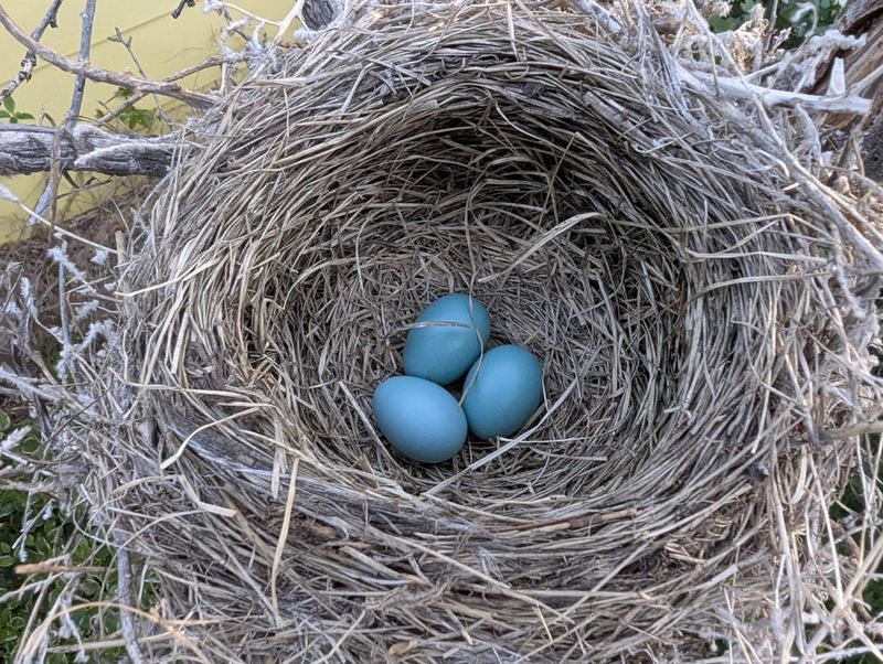 Skip Pesticides Near Nesting Areas