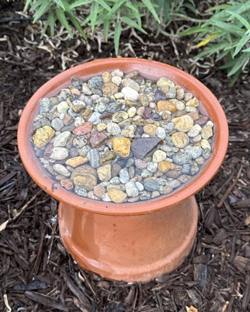 Add A Shallow Water Source Pollinators Can Use Safely