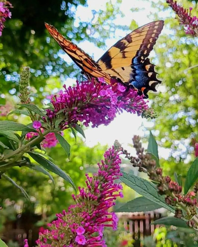 Grow Blooms From Spring Through Fall