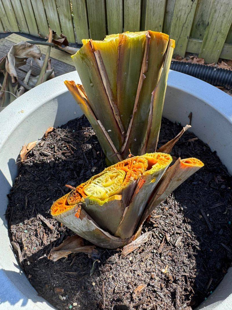 The Pseudostem Reveals True Survival