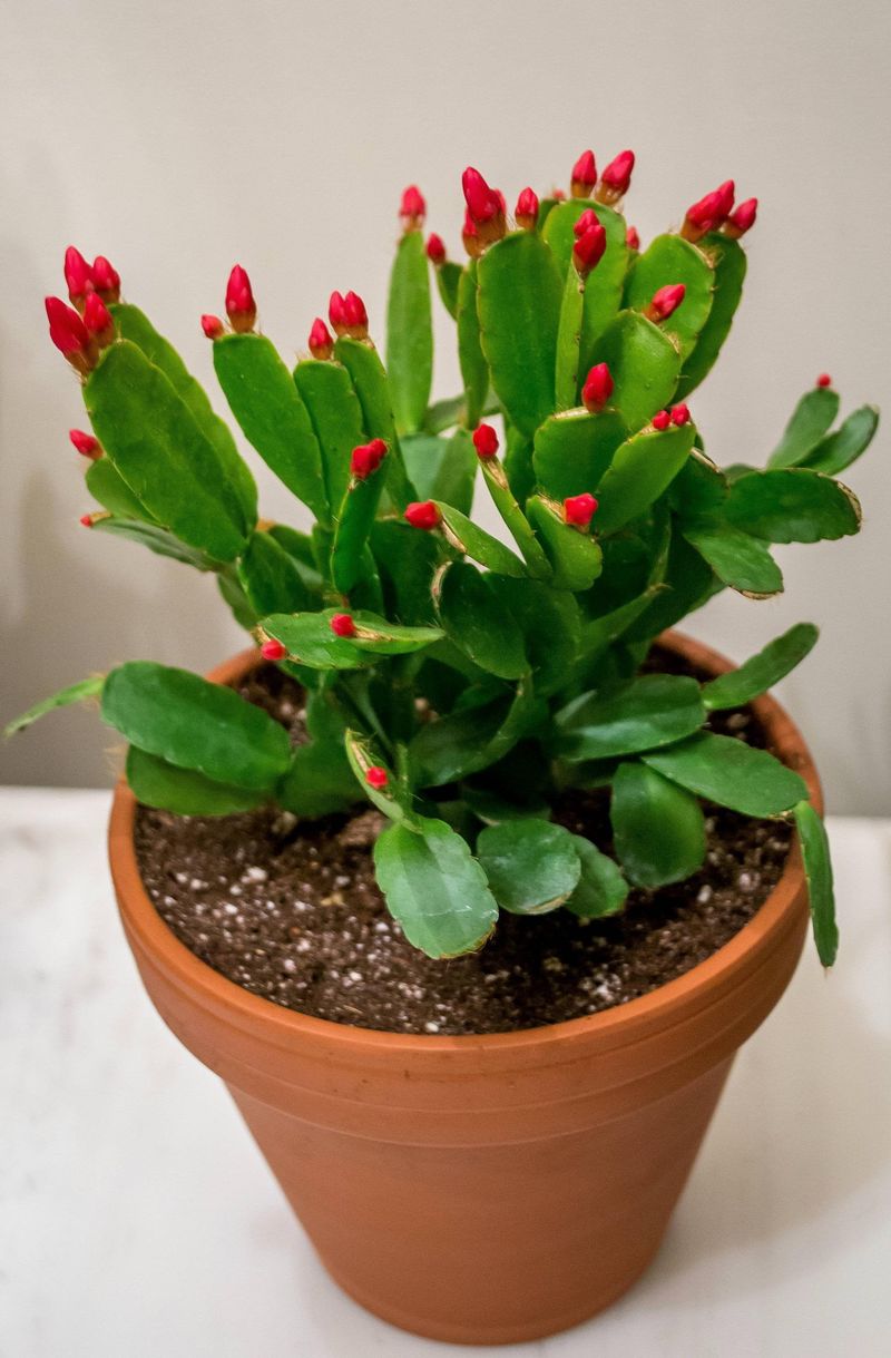 Flower Buds Are Starting to Form