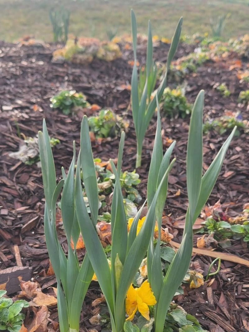 Flower Buds Are More Sensitive Than Leaves