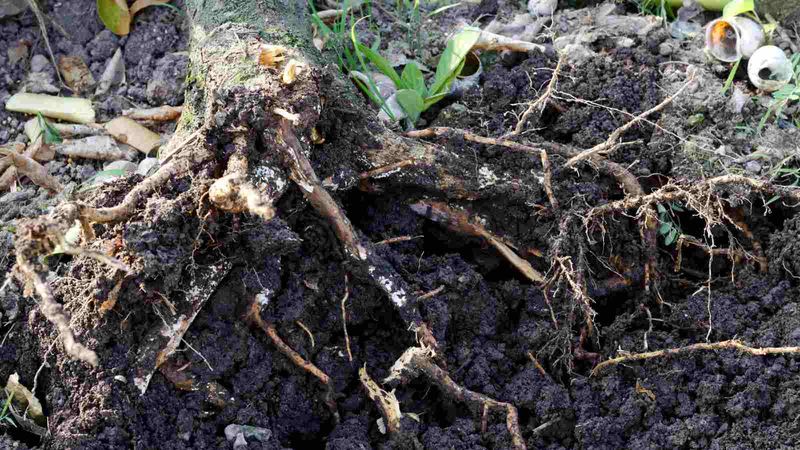 Roots Appear Soft, Mushy, Or Rotten