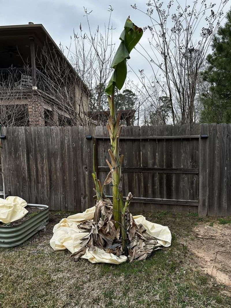 Blackening Signals Deep Tissue Stress