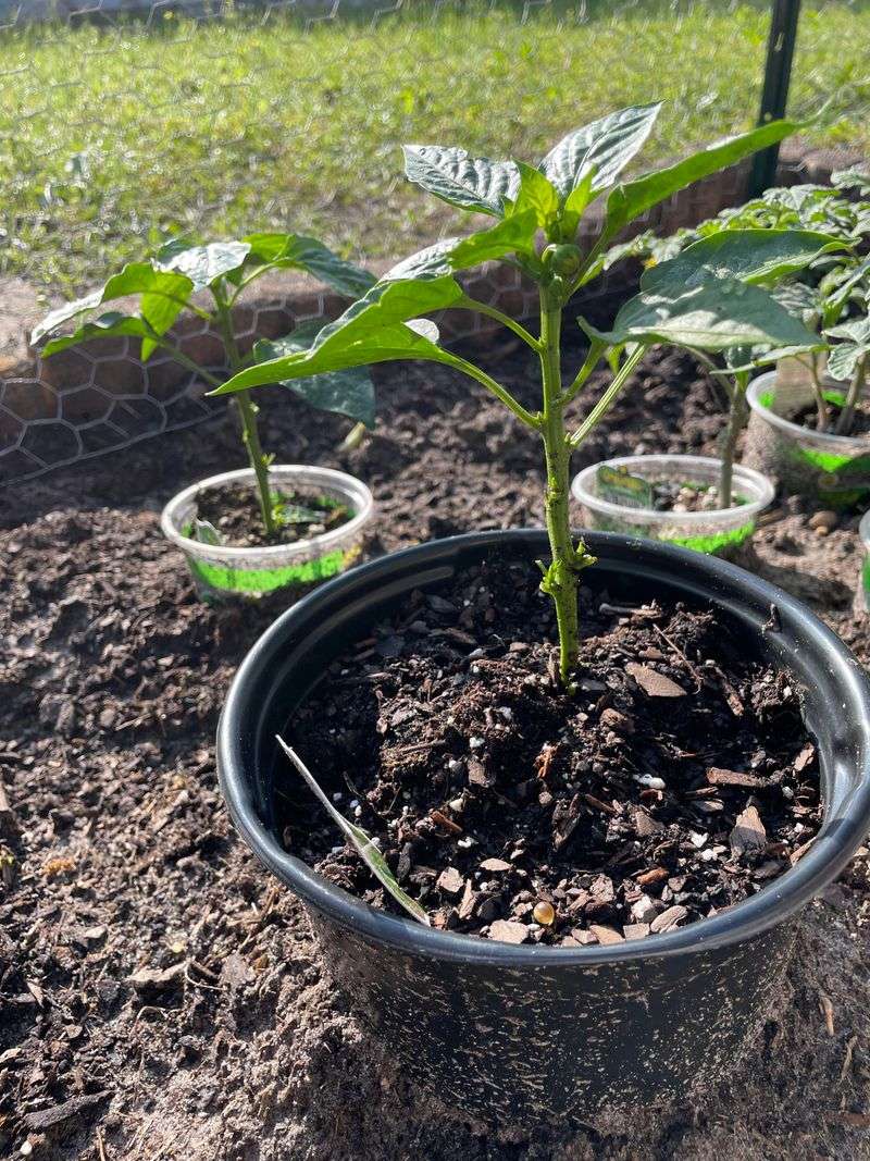Planting Summer Crops Early