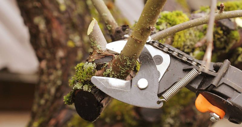 Forgetting To Remove Diseased Wood