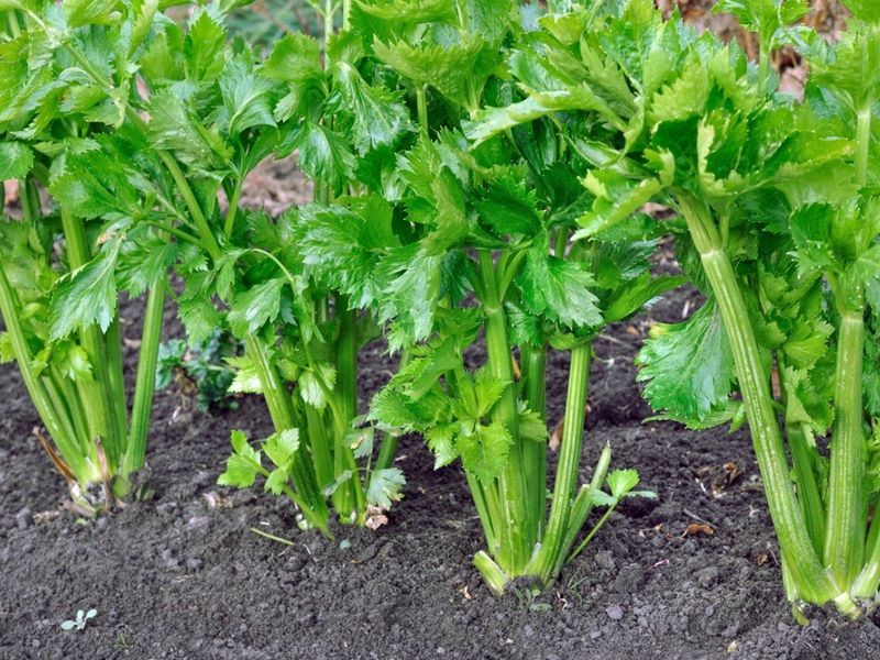 Celery (Apium graveolens)