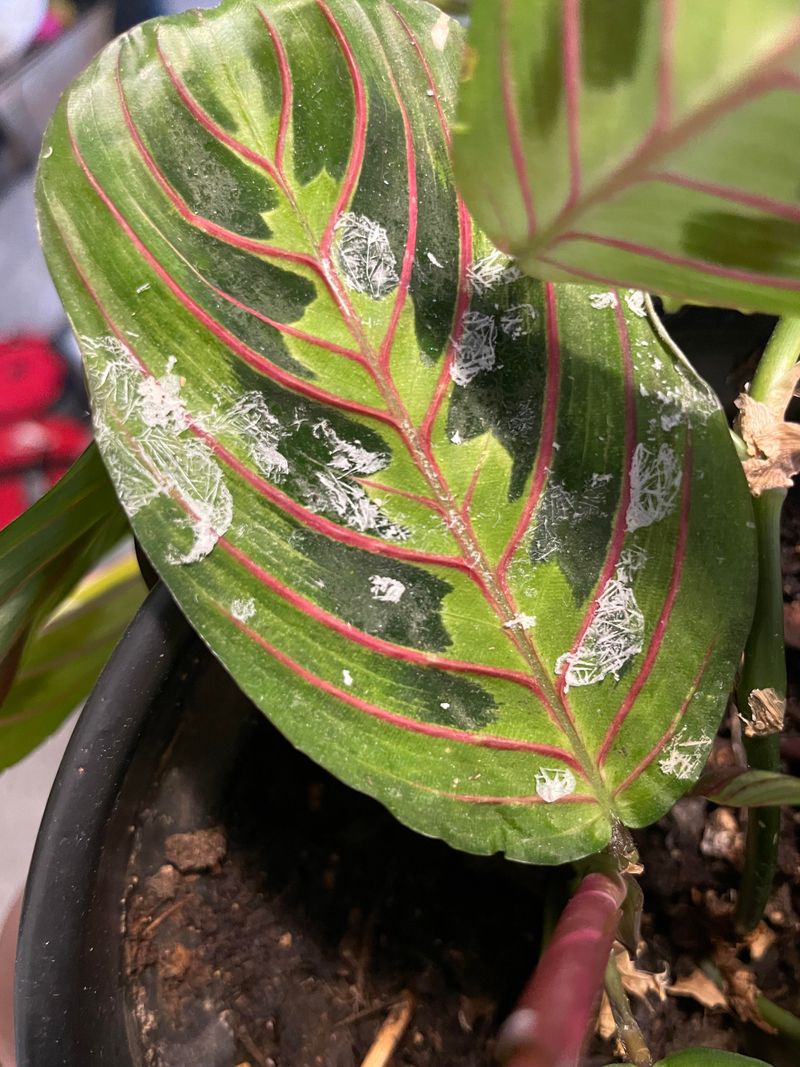 White Mineral Spots From Hard Water