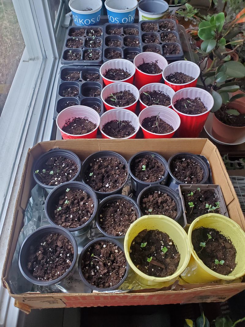 Roots Are Crowded – Pot Up Carefully To Encourage Growth