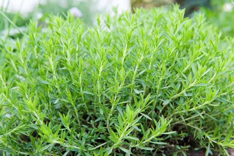 Tarragon (Artemisia dracunculus – French variety)