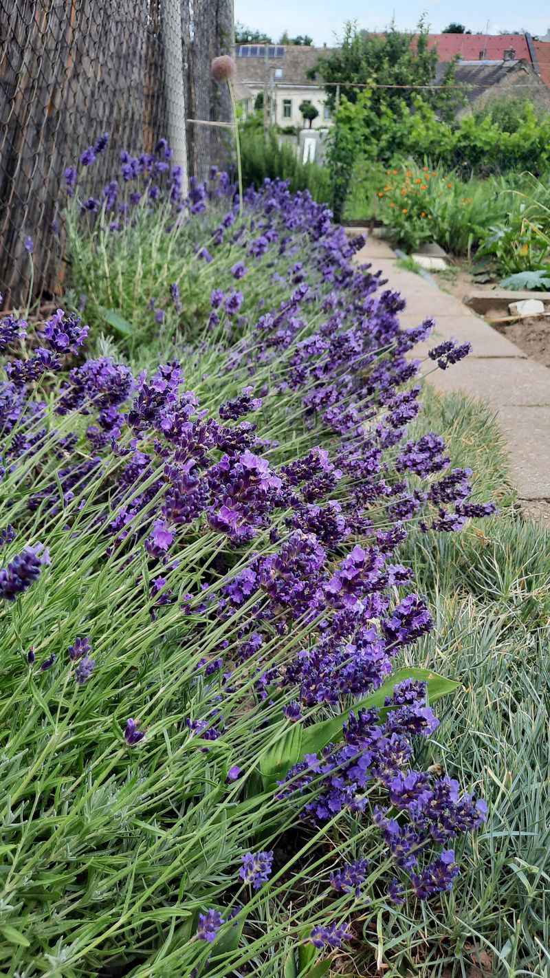 Lavender Returns In Sunny Georgia Spots With Excellent Drainage