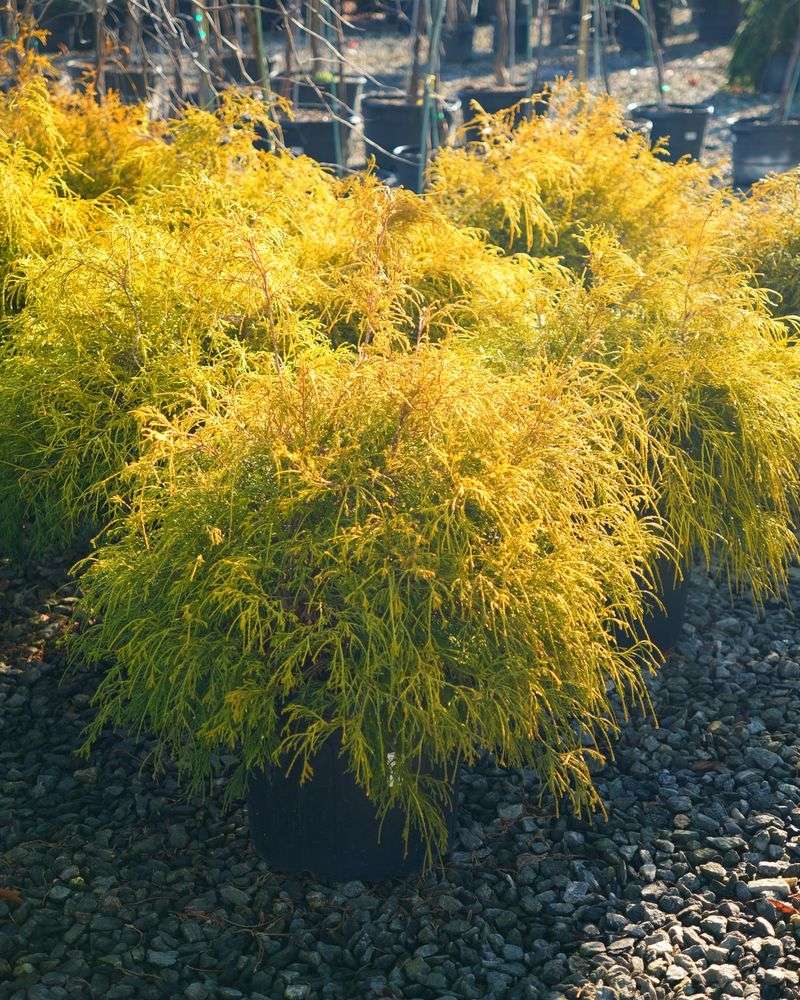 Gold Mop Cypress Adds Year Round Golden Texture