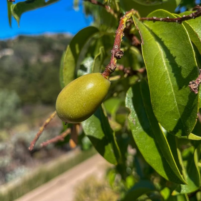 Catalina Cherry (Prunus ilicifolia ssp. lyonii)