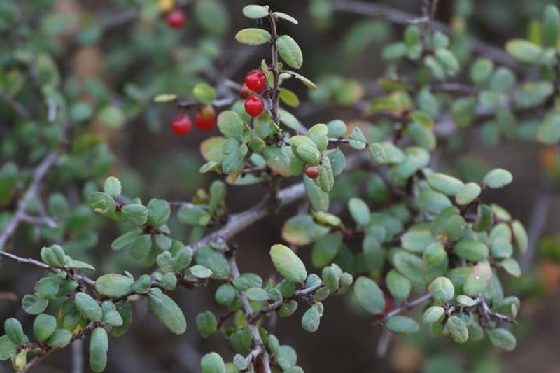 Blue Elderberry (Sambucus nigra ssp. caerulea)