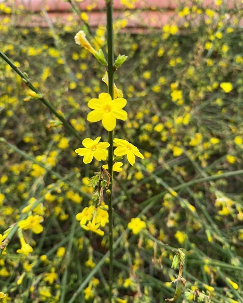 Winter Jasmine Brightening Bare Stems In Late Winter