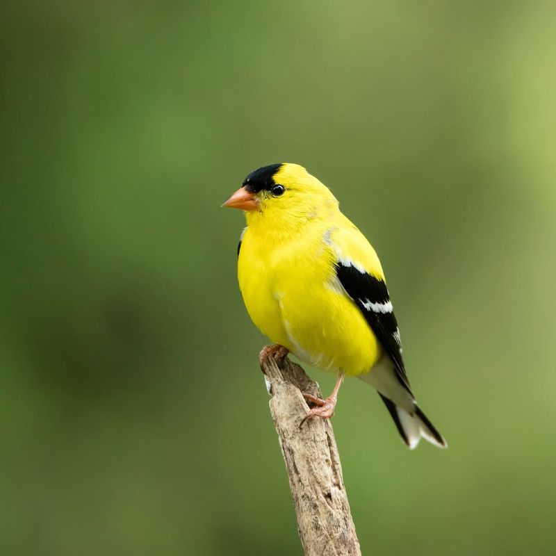 American Goldfinch