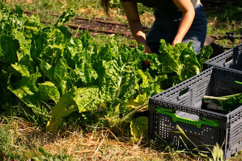 What Home Gardeners Can Copy