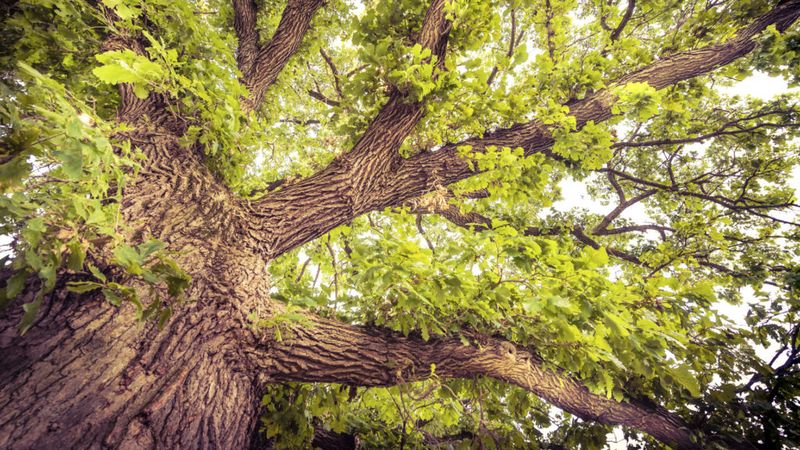 Strengthen Ohio Wildlife With Native Oak Trees
