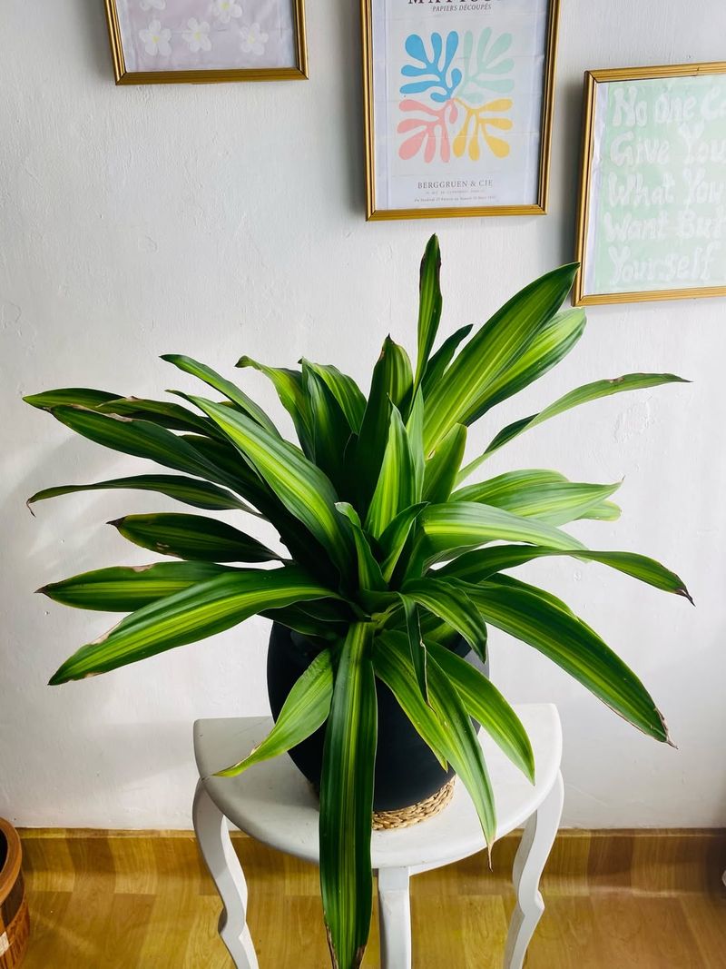 Low Humidity Is Fine But Avoid AC Vents And Heat Blasts