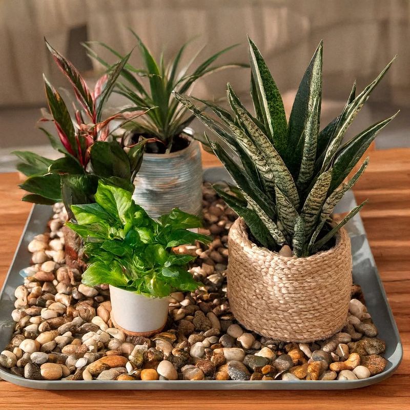 Increase Humidity Without Overwatering