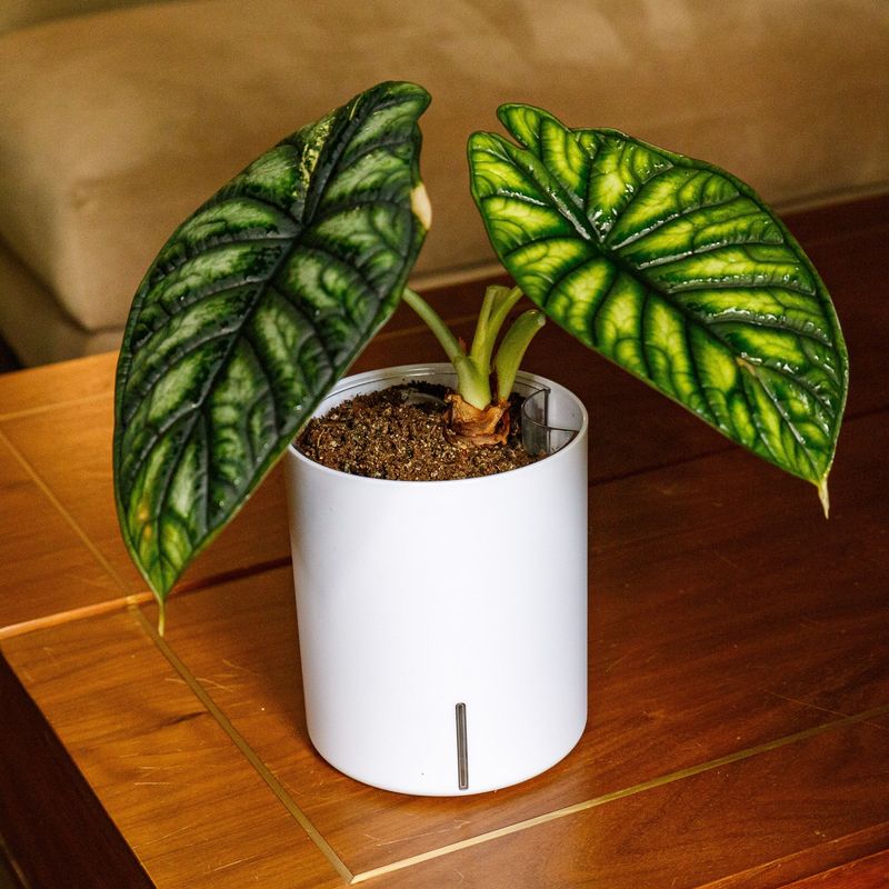 Placing Near Cold Drafts Or Air Conditioners