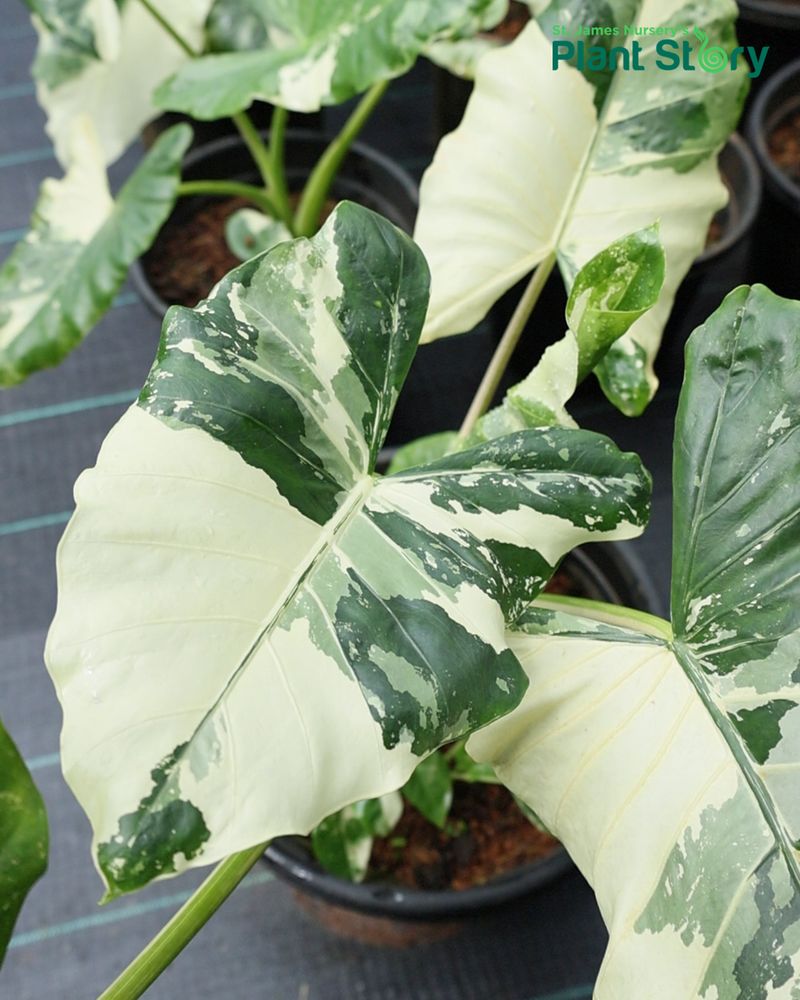 Placing Near Cold Drafts Or Air Conditioners