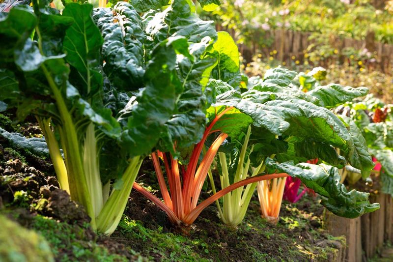 Swiss Chard Recovers Well After Light Frost Exposure