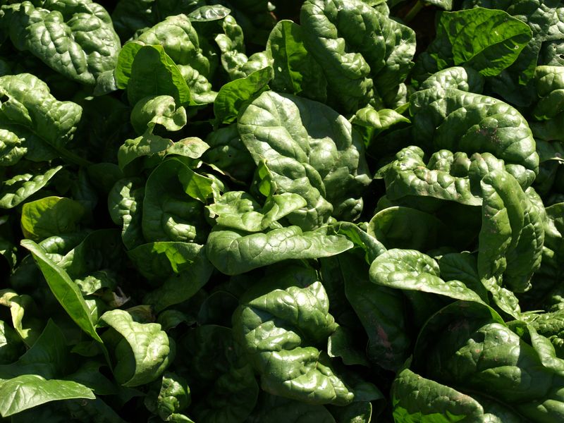 Spinach Coastal Plain And Piedmont Early March Planting